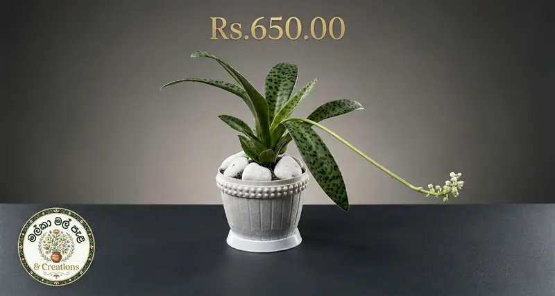 Planted pot with flowers